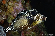 Lactophrys-triqueter Poisson coffre blanc et noire-Bonaire Coco Beach-27m-20180217-Denis-ADER-DSC_6322_tn
